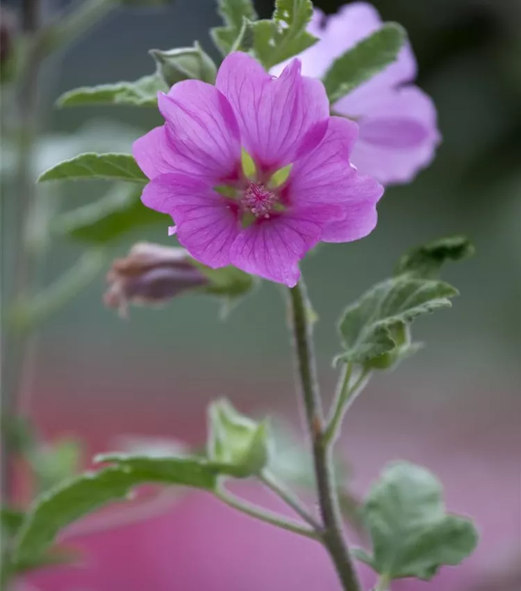 Mauve annuelle Mauve annuelle