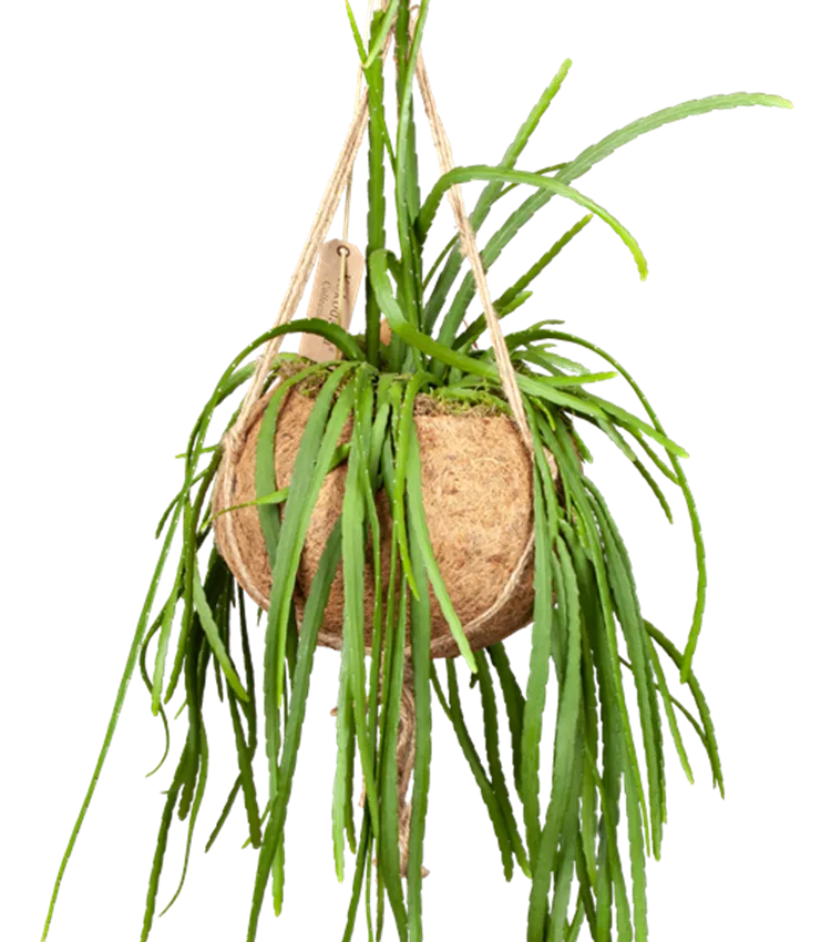 Lepismium