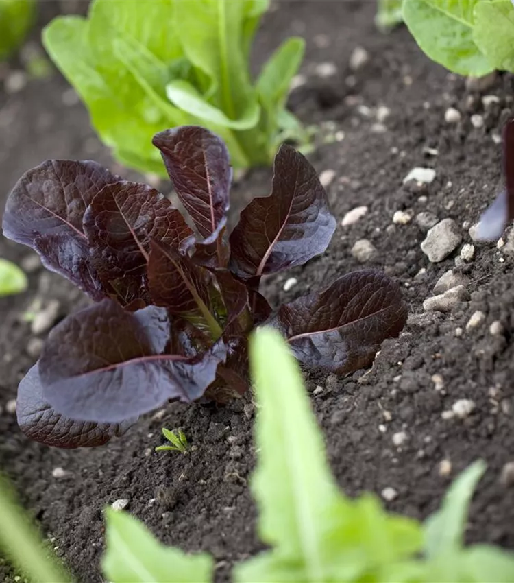 Gartensalat