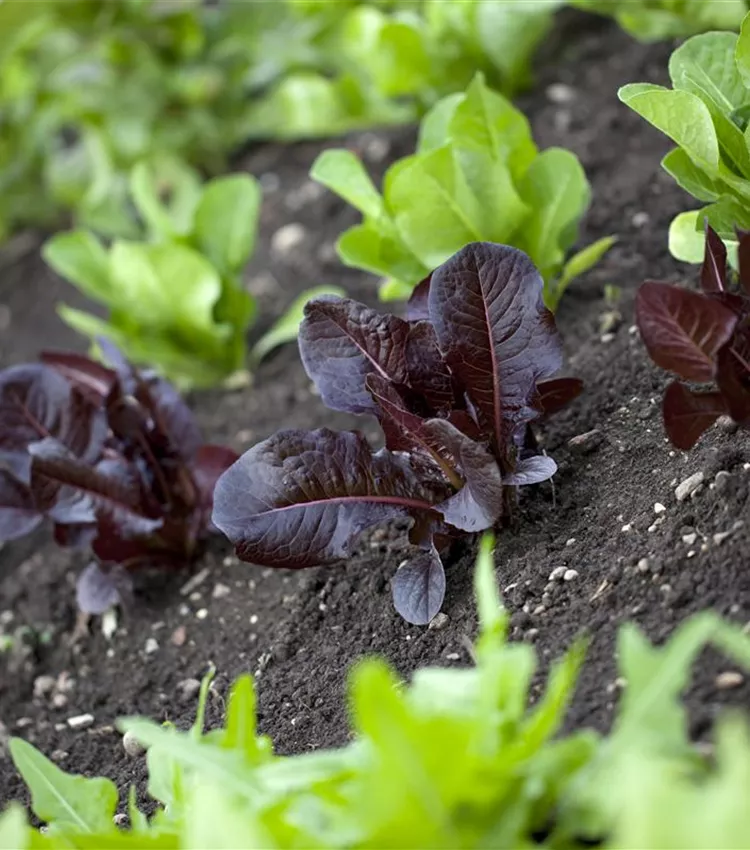 Gartensalat