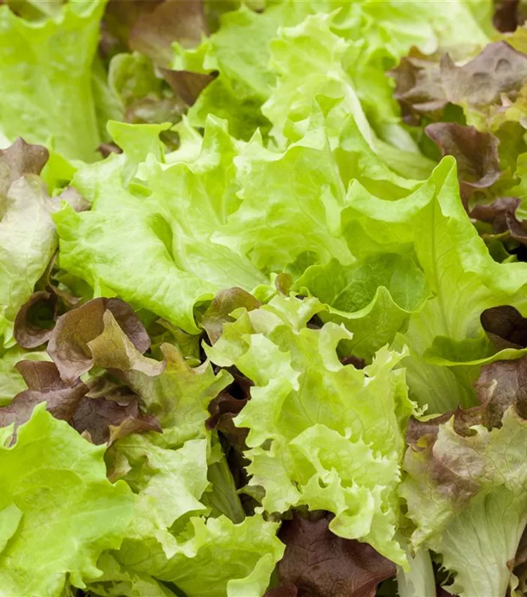 Gartensalat