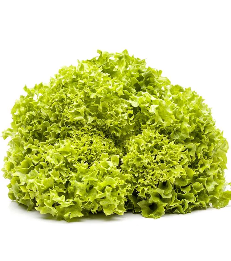 Laitue 'Lollo bionda'