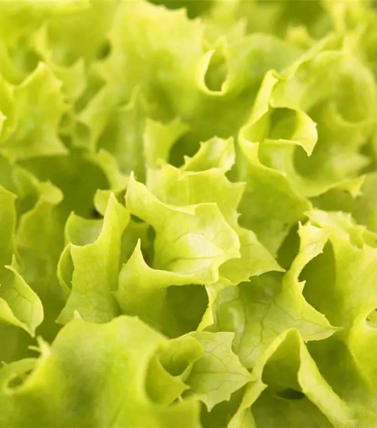 Laitue 'Lollo bionda'