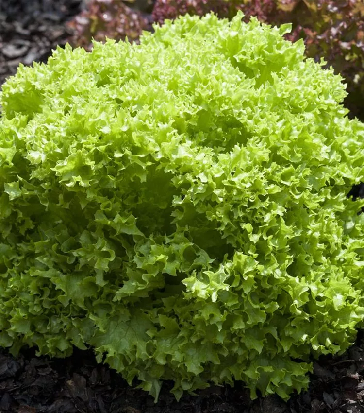 Laitue 'Lollo bionda'