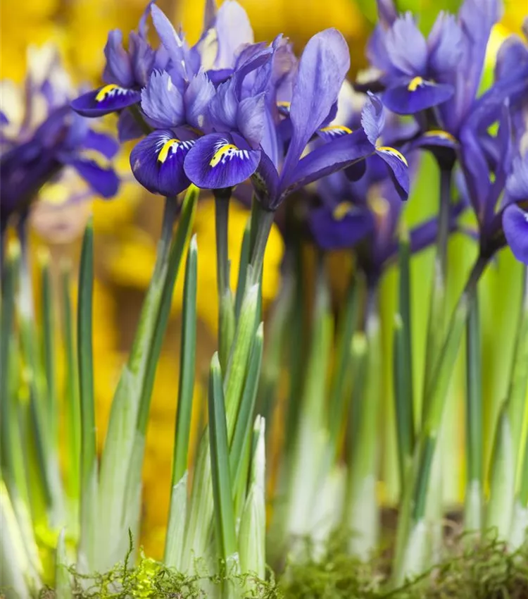 Iris réticulé