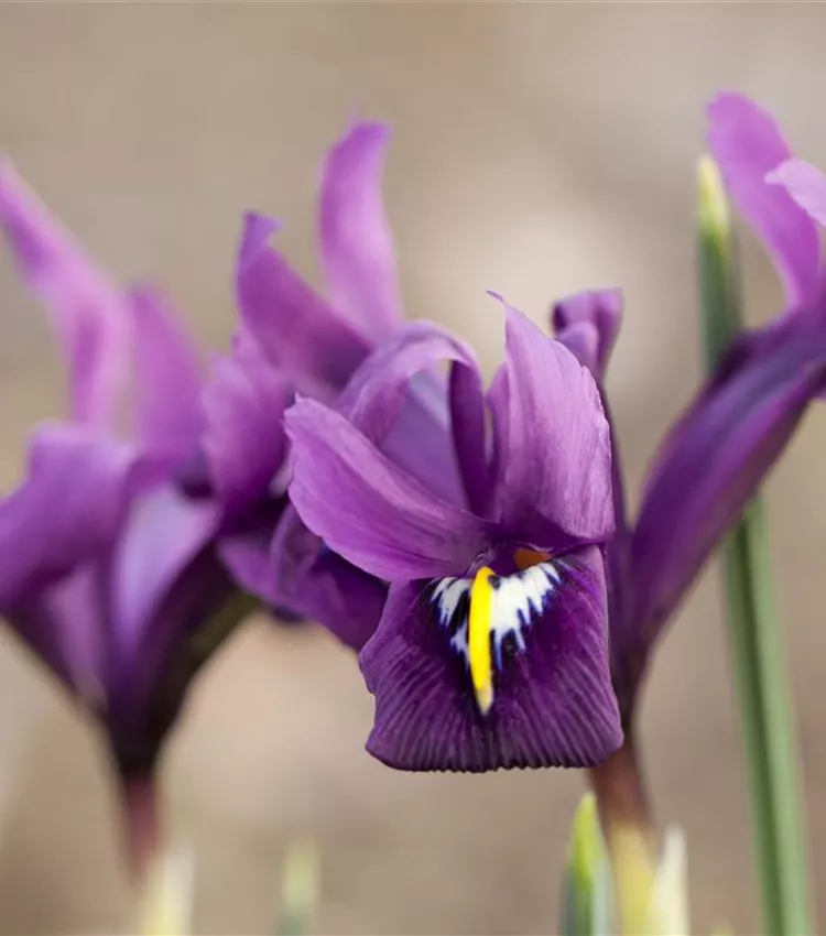 Iris réticulé