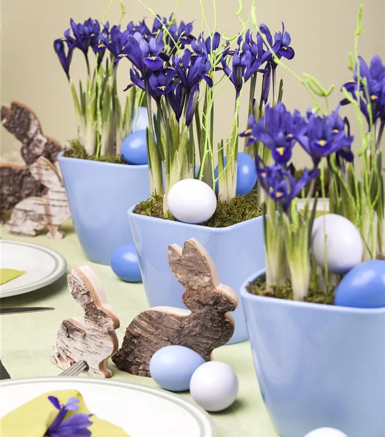 Iris réticulé