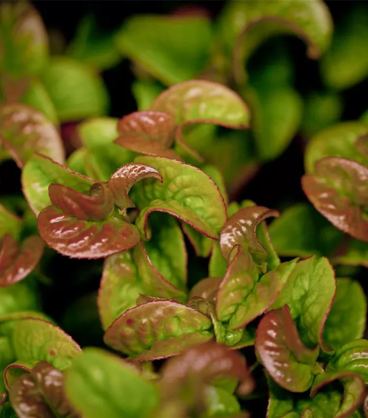 Traubenheide 'Curly Red'®