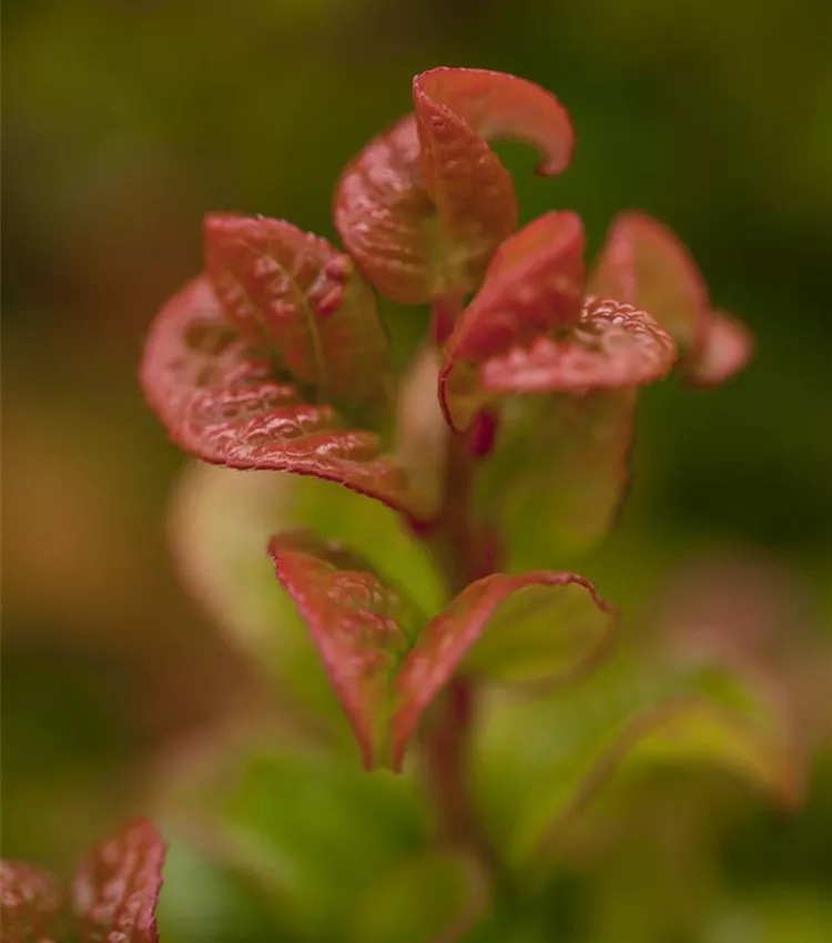 Traubenheide 'Curly Red'®