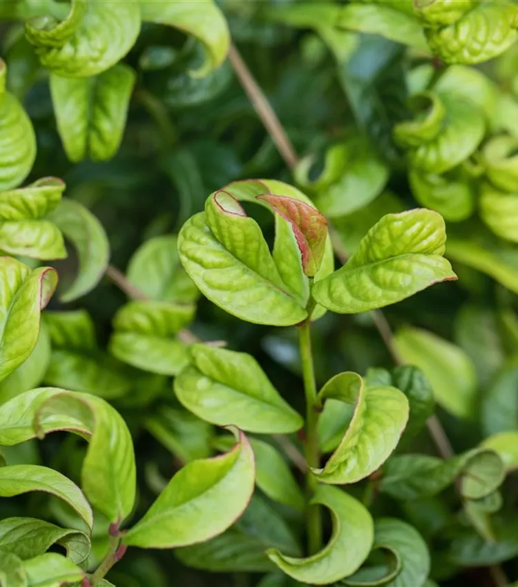 Traubenheide 'Curly Red'®