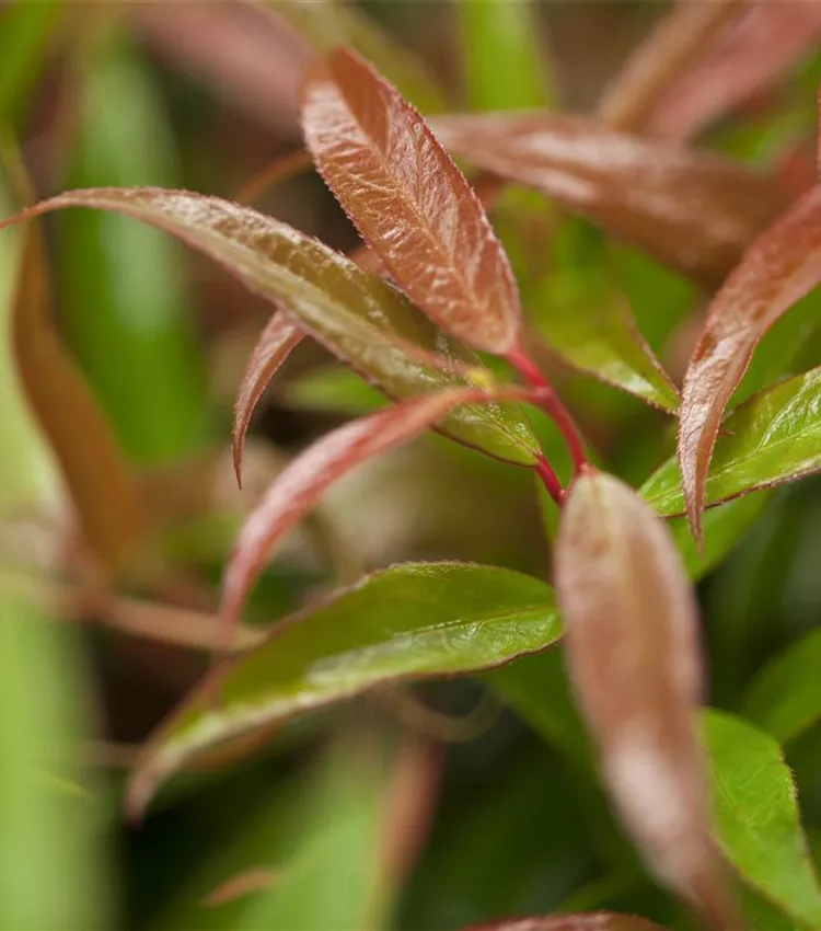 Traubenmyrthe 'Burning Love'
