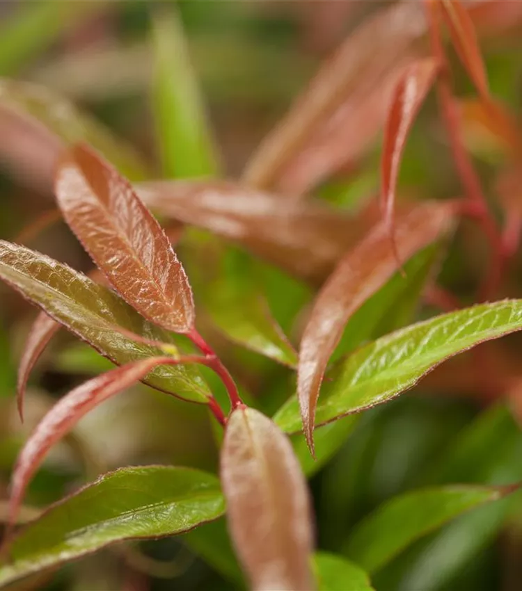 Traubenmyrthe 'Burning Love'