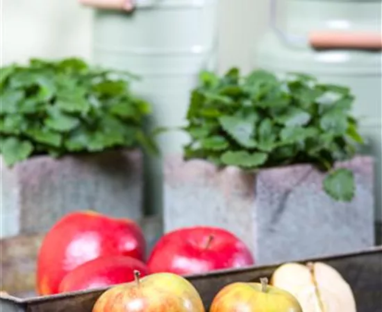 Malus domestica 'Holsteiner Cox'