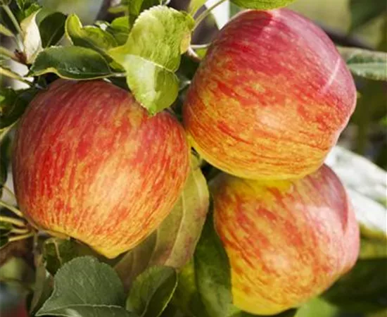 Malus domestica 'Honeycrisp'