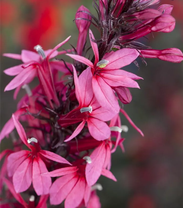 Lobelie 'Rose Princess'