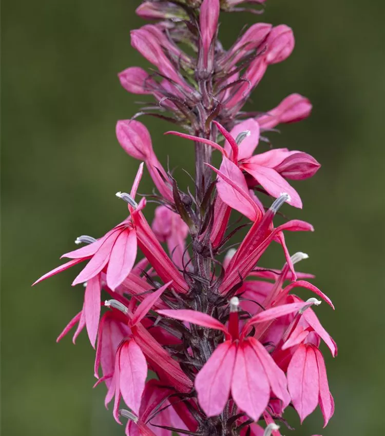 Lobelie 'Rose Princess'