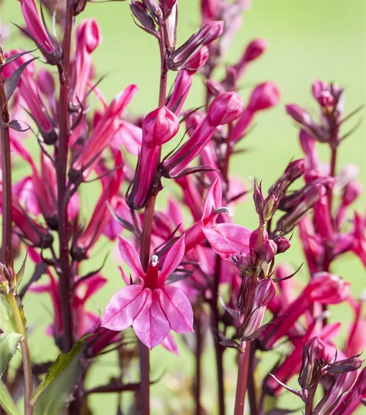 Lobelie 'Rose Princess'