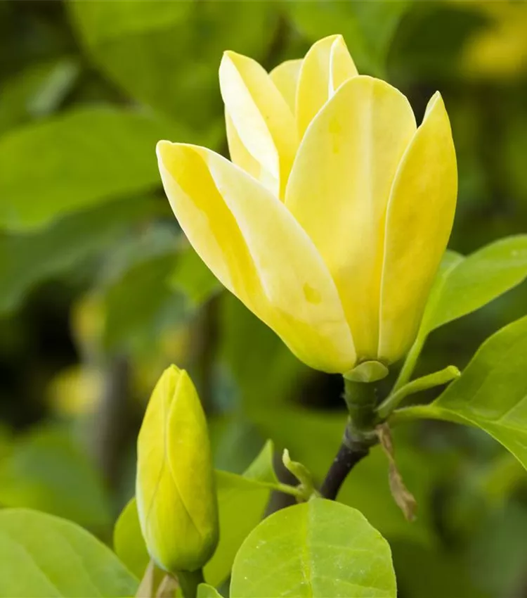 Magnolie 'Daphne'
