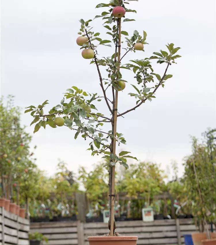 Pomme 'Idared'