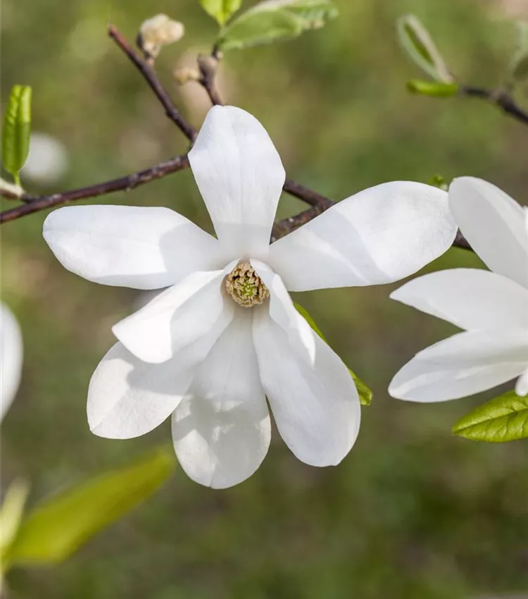 Magnolia de Kobé