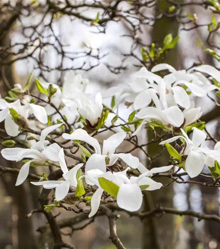 Magnolia de Kobé