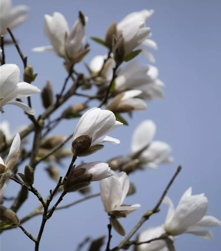 Magnolia de Kobé