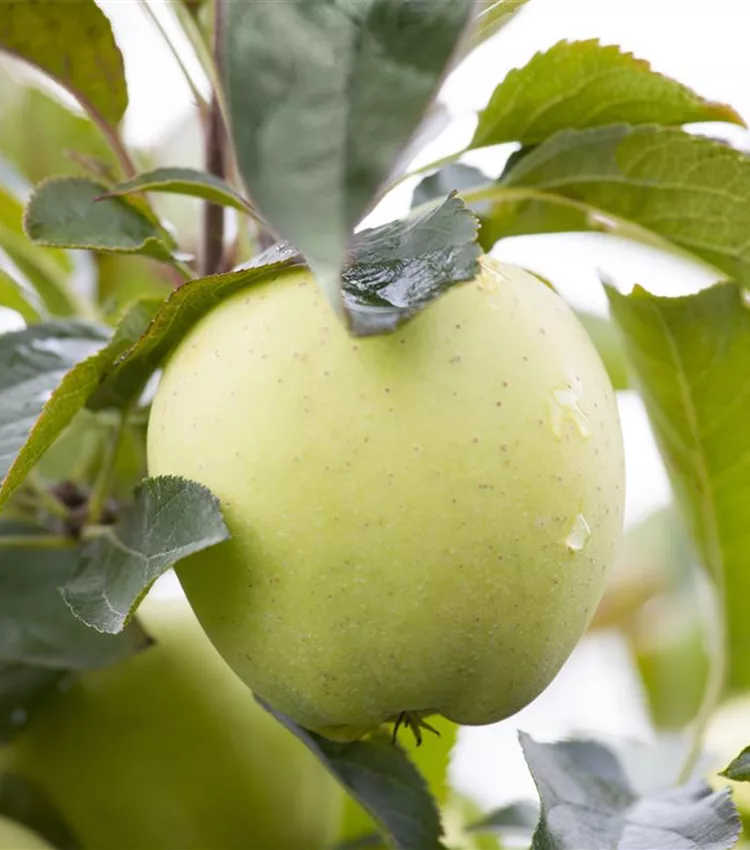 Pomme 'Klarapfel'