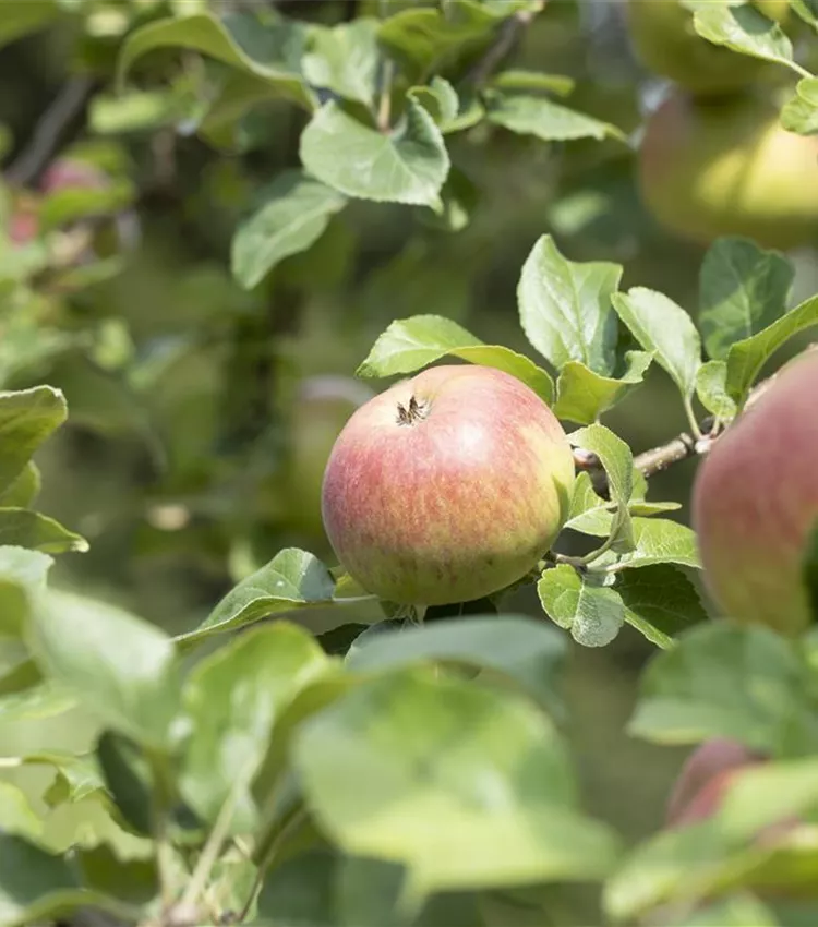 Apfel 'Landsberger Renette'