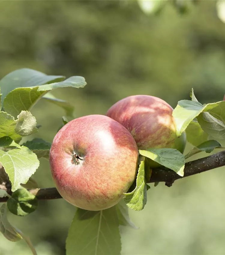 Apfel 'Landsberger Renette'
