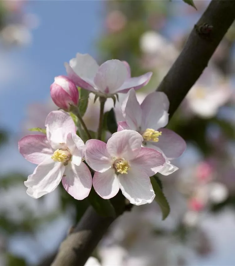 Apfel 'Landsberger Renette'