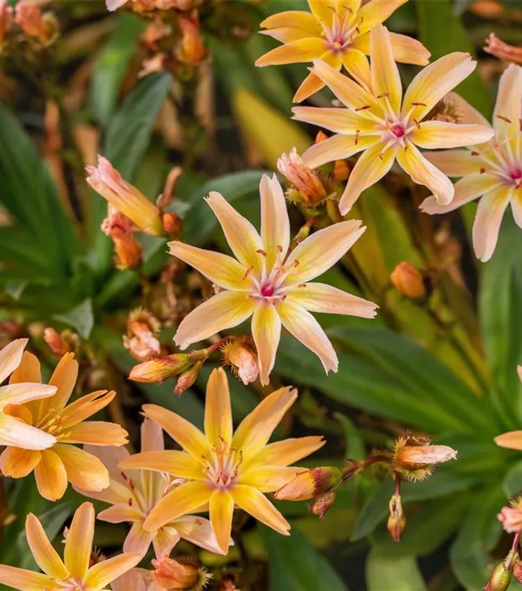 Léwisie 'Little Peach'