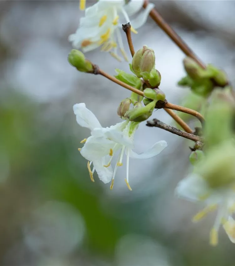 Lonicera fragrantissima, Wohlriechende Heckenkirsche | RICOTER  Erdaufbereitung AG
