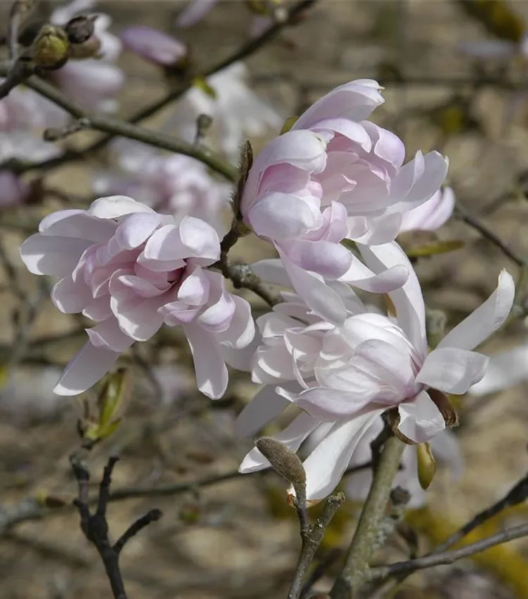 Magnolia à feuilles acuminées