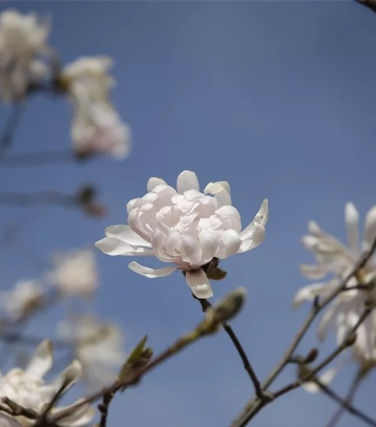 Magnolia à feuilles acuminées