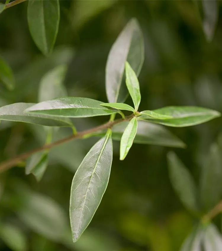 Ligustrum vulgare, Gemeiner Liguster | RICOTER Erdaufbereitung AG