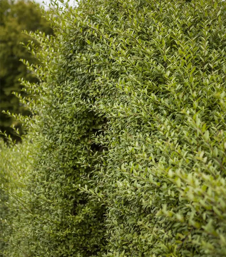 plants are purple serum erfahrungen Soak Up