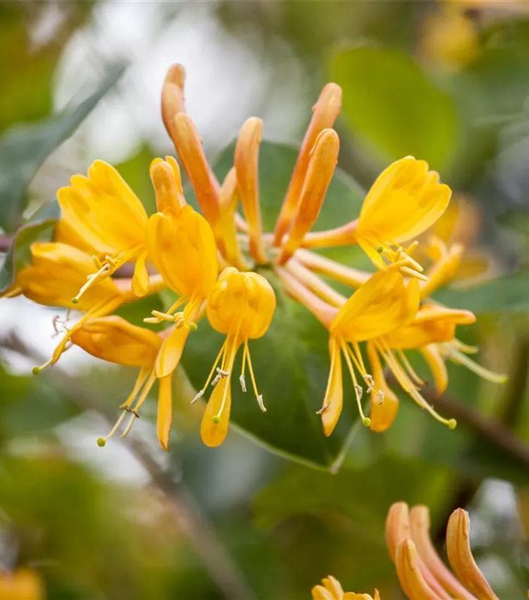 Chèvrefeuille grimpant Chèvrefeuille grimpant