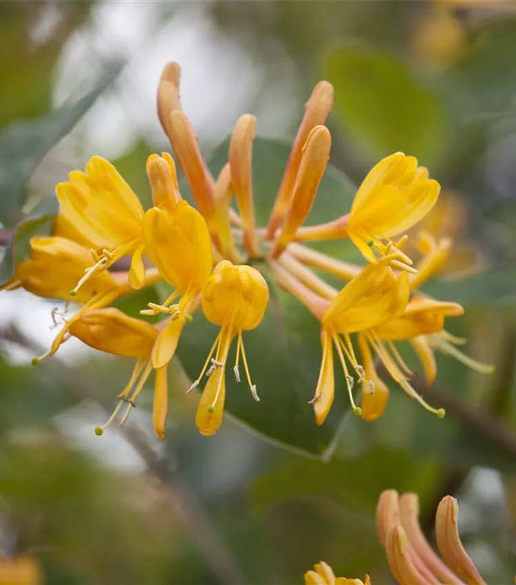 Chèvrefeuille grimpant Chèvrefeuille grimpant