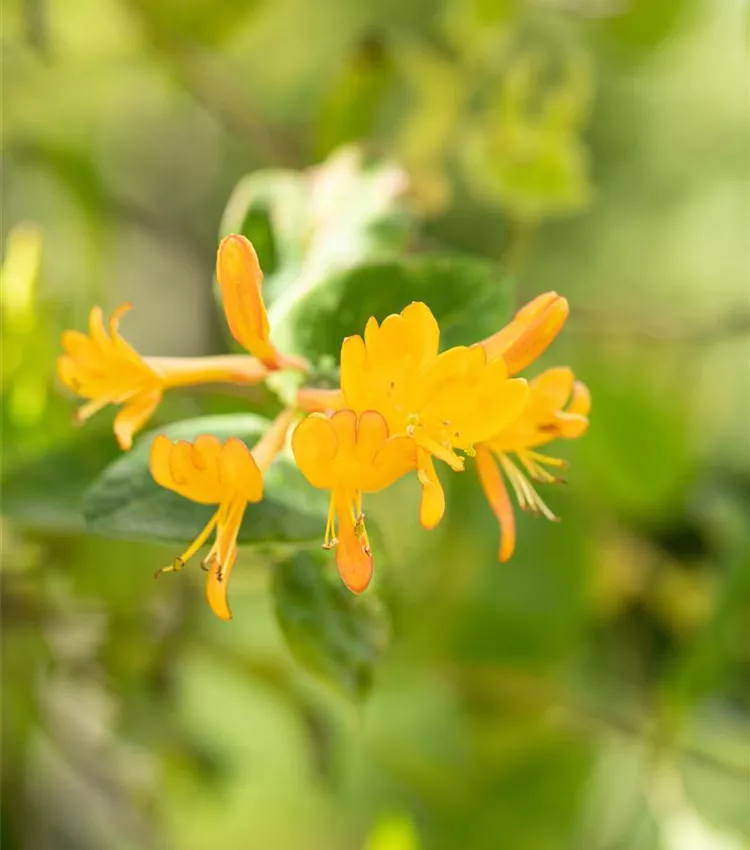 Chèvrefeuille grimpant Chèvrefeuille grimpant