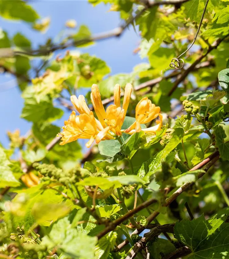 Chèvrefeuille grimpant Chèvrefeuille grimpant