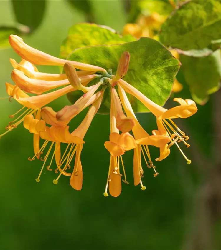 Chèvrefeuille grimpant Chèvrefeuille grimpant