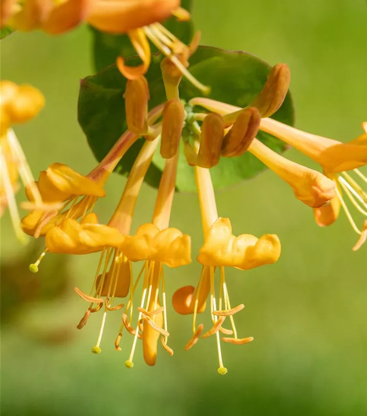 Chèvrefeuille grimpant Chèvrefeuille grimpant