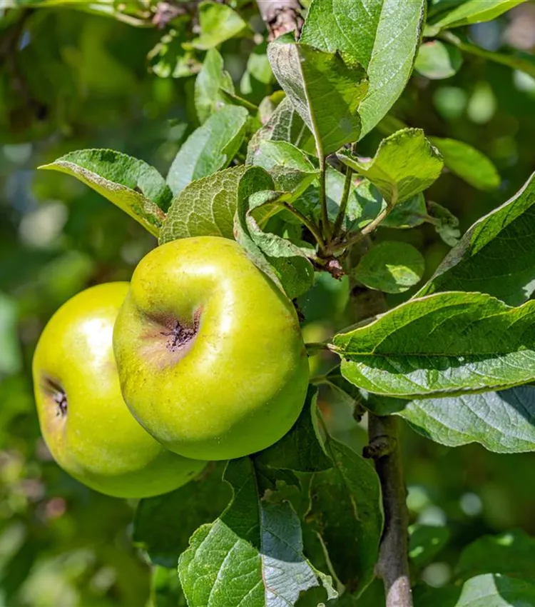 Apfel 'Seestermüher Zitronenapfel'