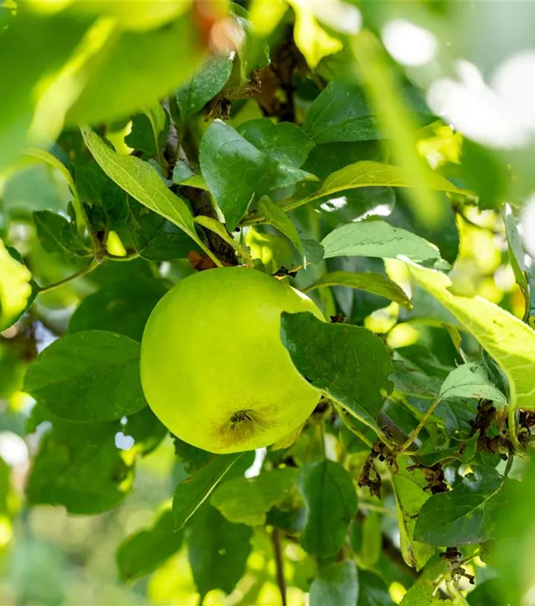 Apfel 'Seestermüher Zitronenapfel'