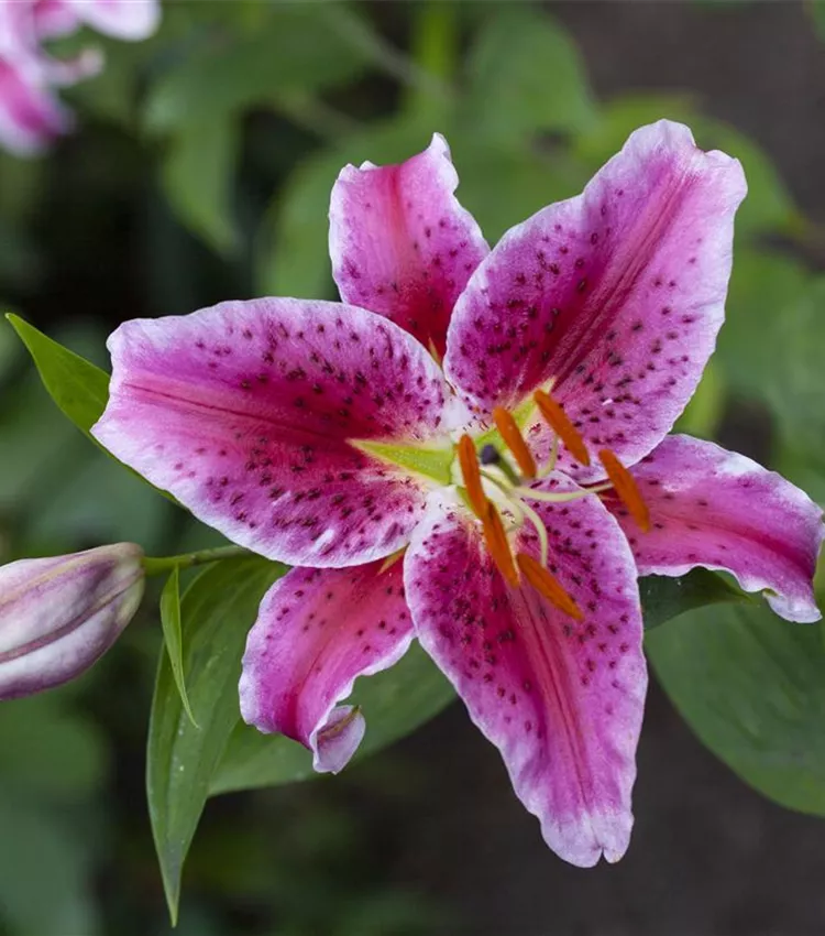 Lilium 'Stargazer', Orientalische Lilie 'Stargazer' | RICOTER  Erdaufbereitung AG