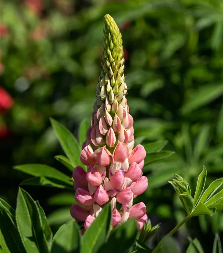 Garten-Lupine 'Schlossfrau'