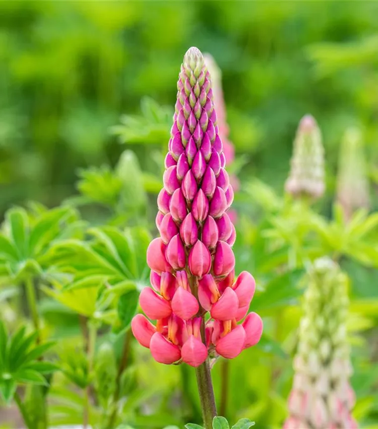 Garten-Lupine 'Schlossfrau'