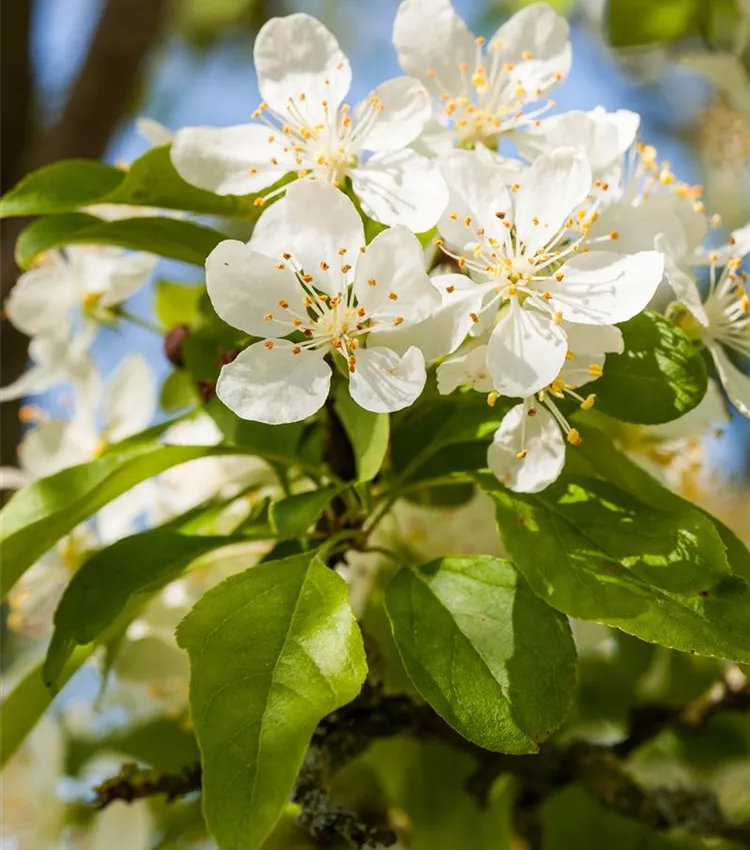 Zierapfel 'Red Jewel'