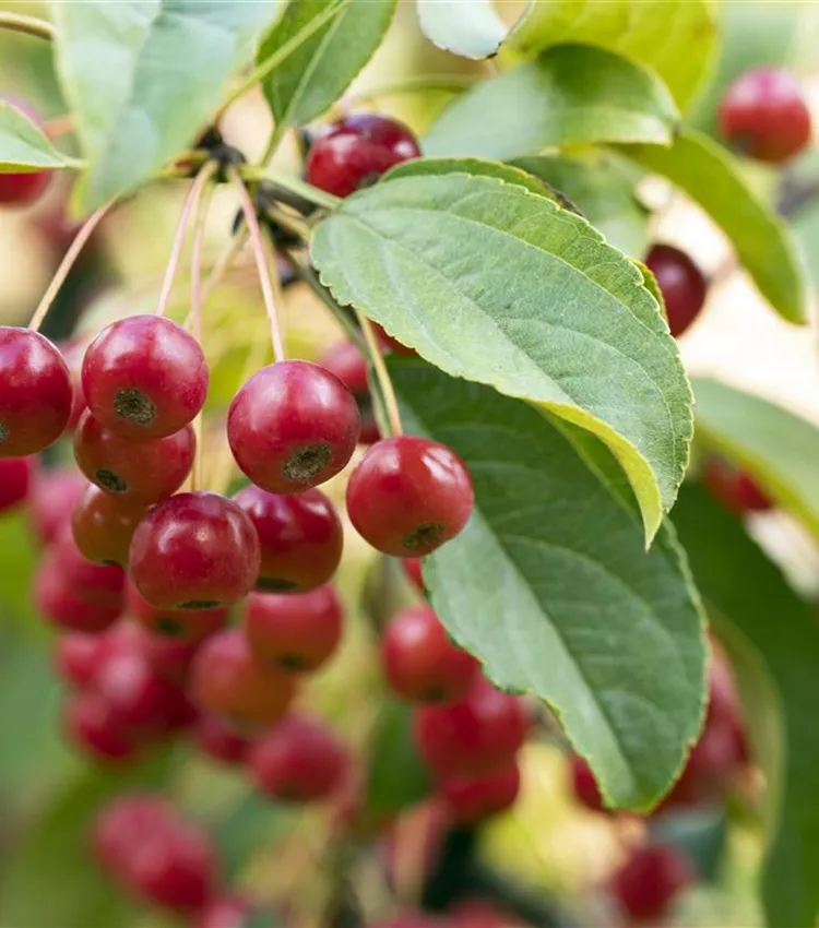 Zierapfel 'Red Jewel'
