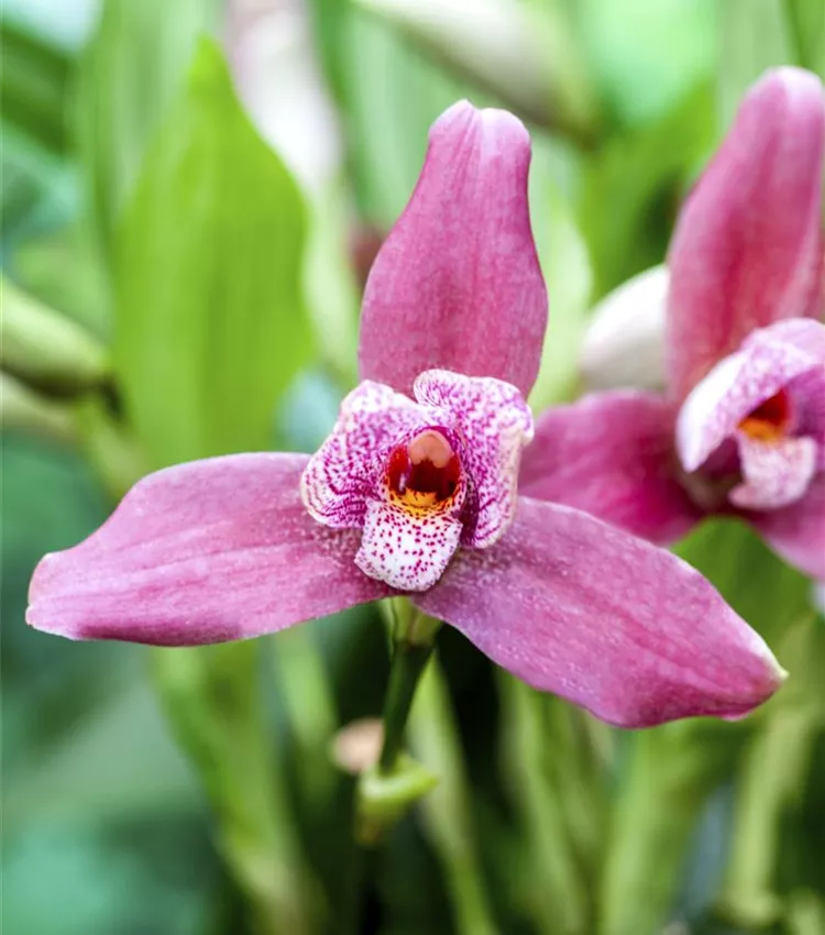 Kopf-Orchidee